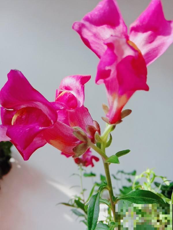 春天养这7种草花，开花像彩虹，养两盆就能把春天带回家
