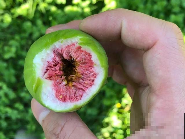 6种植物不按套路生长？你吃的水果，就是这么长出来的！