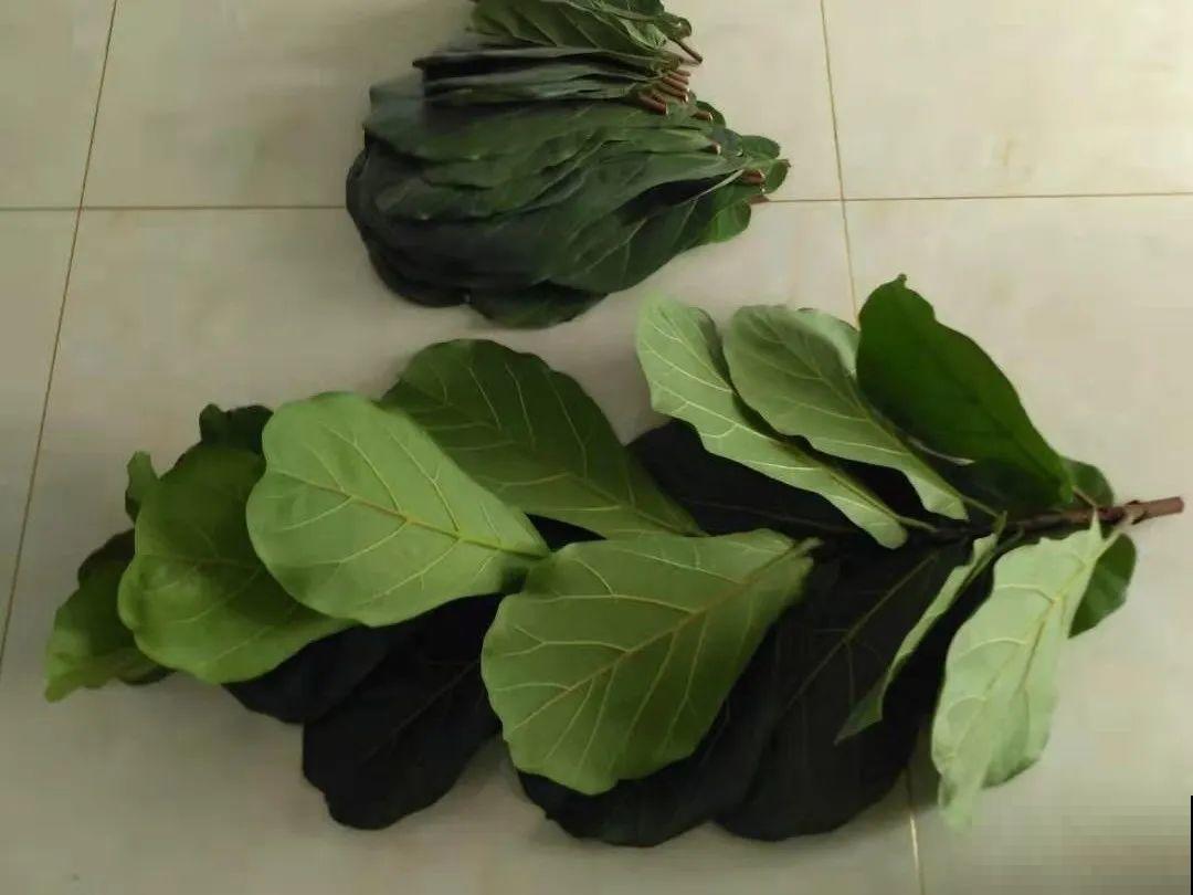 橡皮树春天要打顶，独杆变成大伞盖，叶子挤满盆！