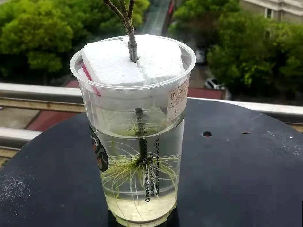20种常见花，扦插方法大全，不用再花钱买了！