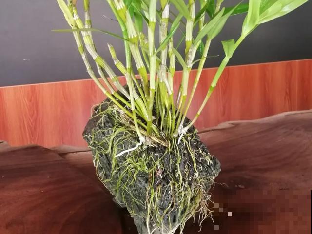 人养花，花也养人，9种花能治病，连医生也爱养！