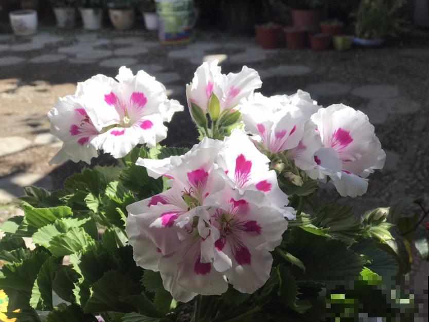 天竺葵熬不过夏季？就是因为春天没干2件事，现在做还来得及！