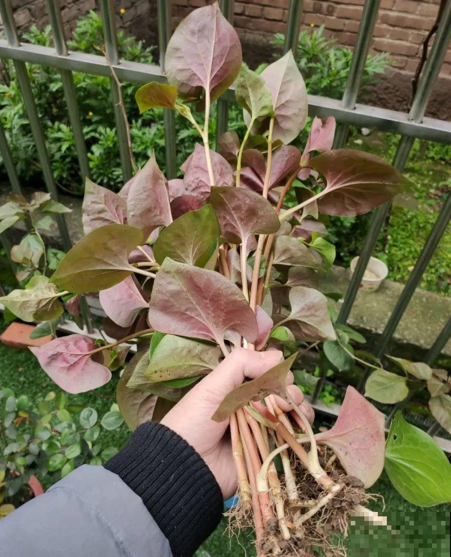 这个品种的酢浆草，发现了就得拔光，要不花都死翘翘
