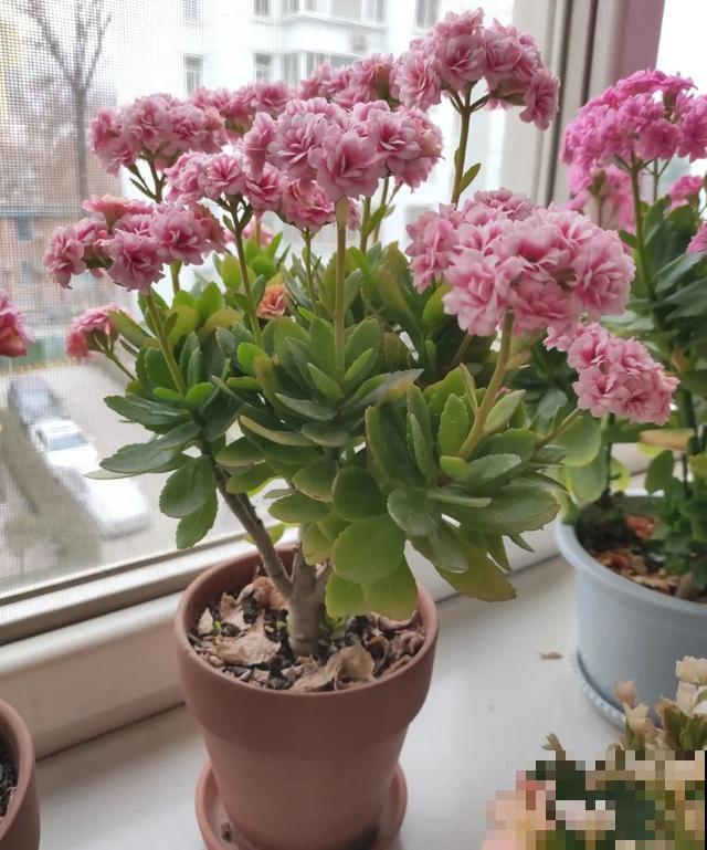 家里养盆虎皮兰，小花盆、挤着养，疯狂开花爆小崽！