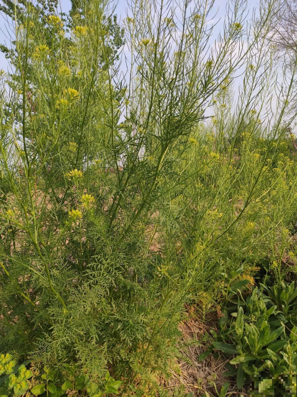 小麦地里人人喊打的麦蒿，没想到种盆里这么清新，赶紧薅回家！