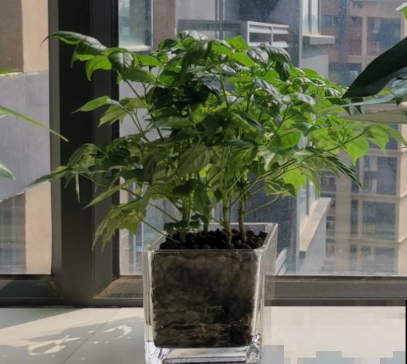 你的生日，对应的是哪种花，都进来看看吧！（下）