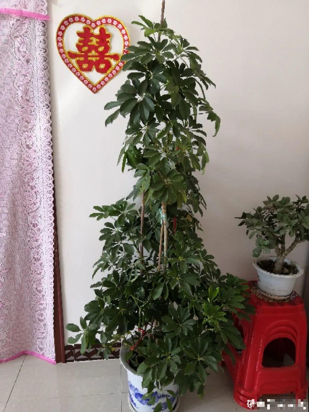 客厅养盆镇宅花，除异味、保家宅，越养家越旺！