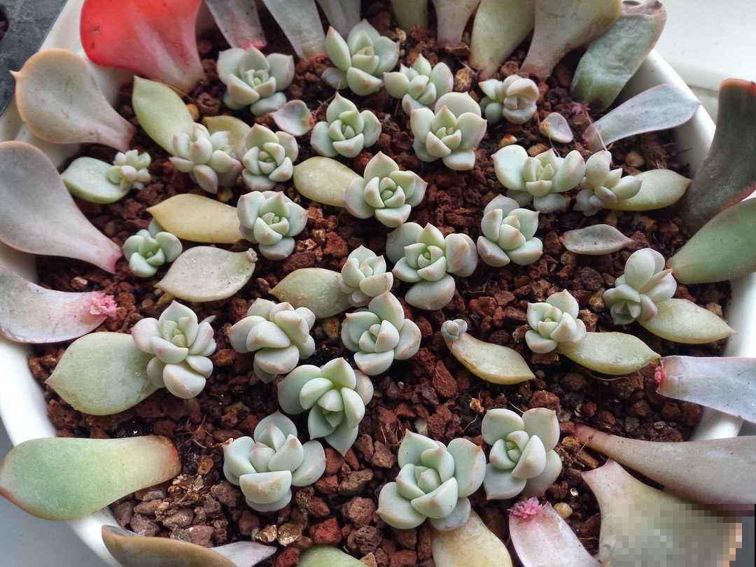 白牡丹模样的多肉你见过吗？特别皮实好养，叶子肥得惊人！