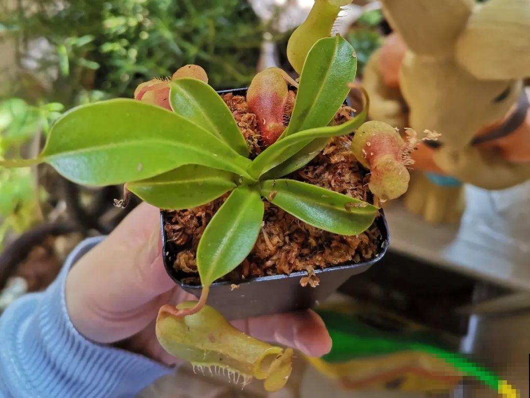 家里有这6种花，赶紧挂起来，长的快、开花一年比一年多！