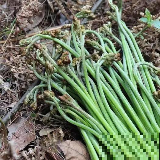 山上经常见的猴子腿，居然是野菜，掐一把还能拌菜吃