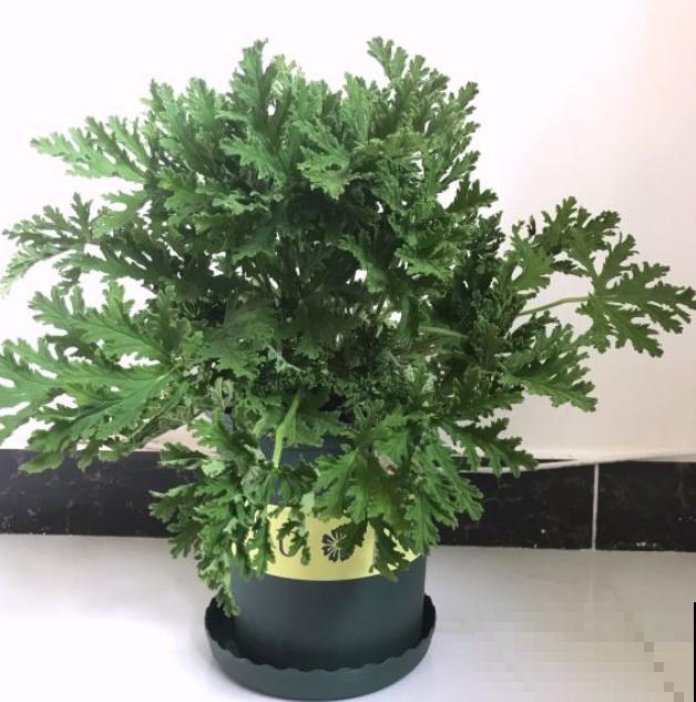 家里养这5种花，驱蚊杀菌除异味，蚊虫都变少了！