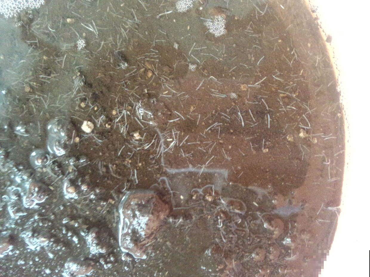 春天换盆换土，别忘了这一步，不然换了也是白换！