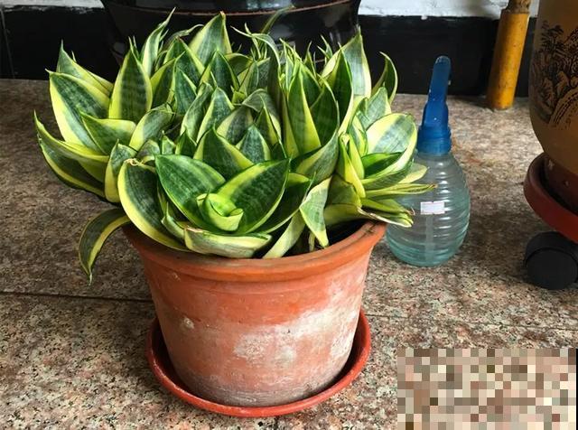 家里养盆虎皮兰，小花盆、挤着养，疯狂开花爆小崽！