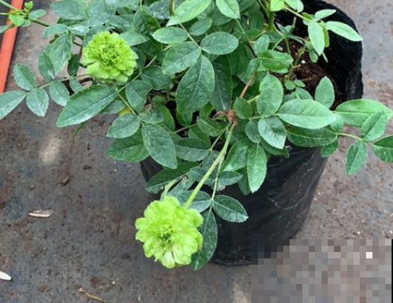 最丑月季花，不服来战，看完眼睛要瞎了！