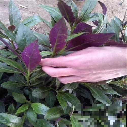 在超市卖很贵的补血菜，花盆里就能种，好看又好吃！