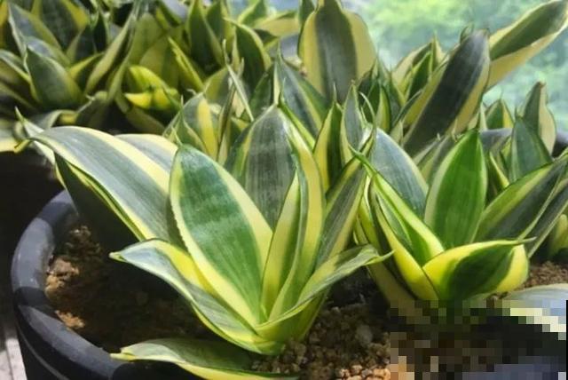 家里养盆虎皮兰，小花盆、挤着养，疯狂开花爆小崽！