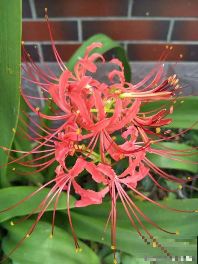 卧室别养这8种花，香得头昏脑胀，对身体有大害处！
