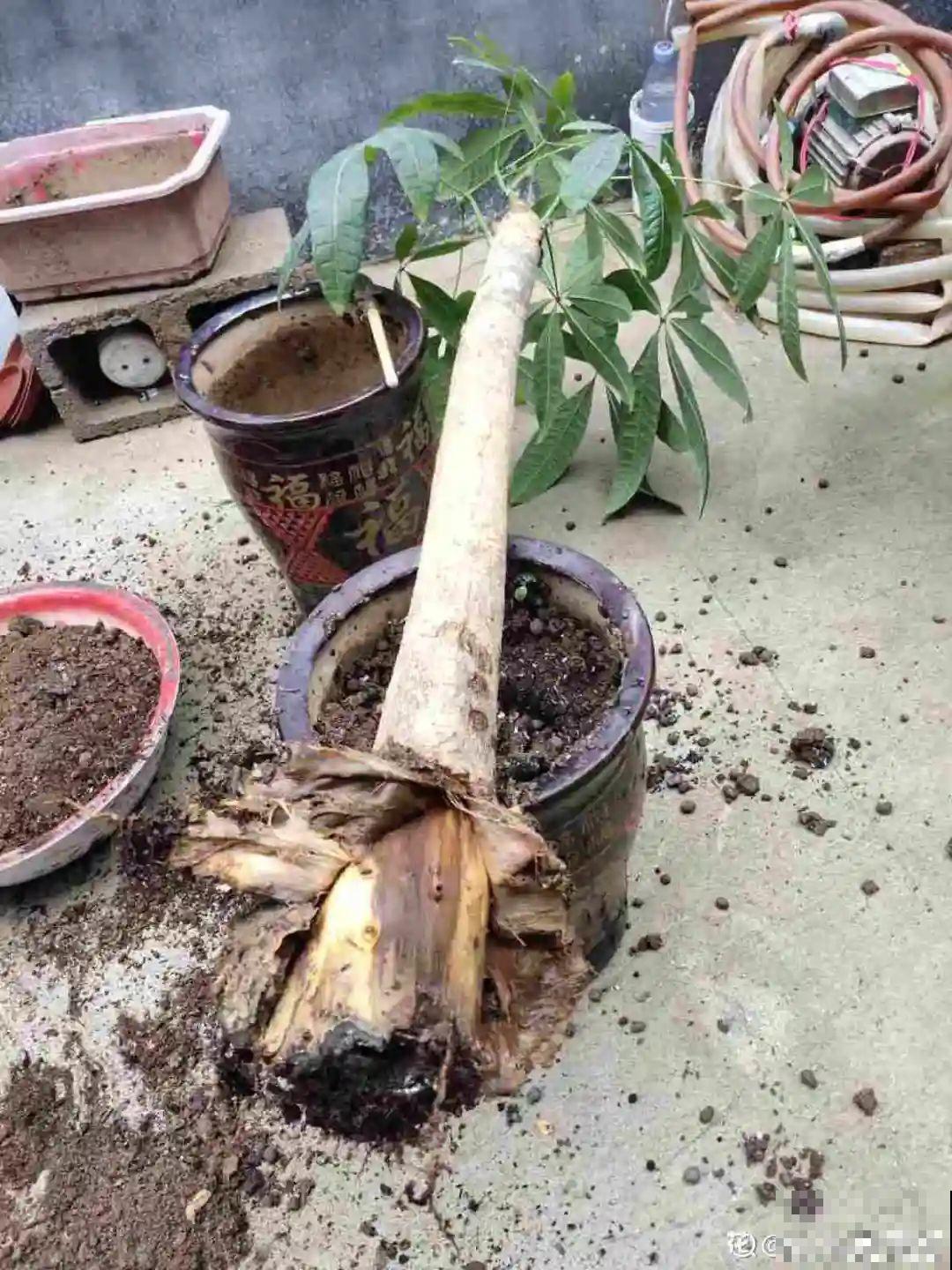 花一到春天就蔫巴，那是浇水浇少了，赶紧补水
