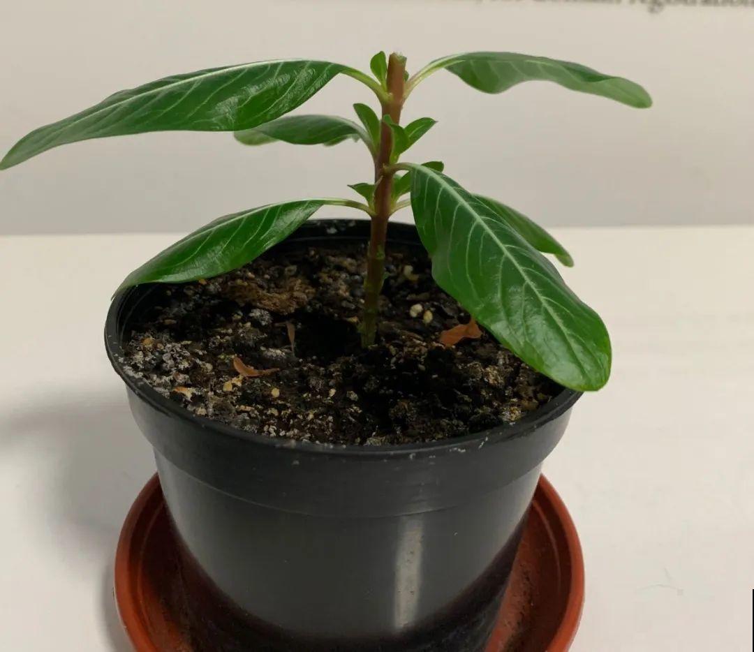 橡皮树春天要打顶，独杆变成大伞盖，叶子挤满盆！