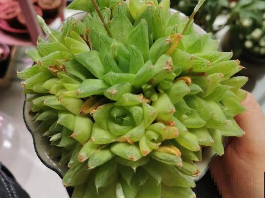 10种花，春天不能晒，躲屋里最安全！