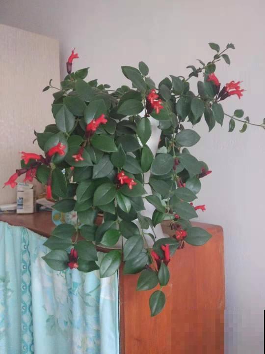 4种适合养在阳台上的花，太阳一晒，花开满盆