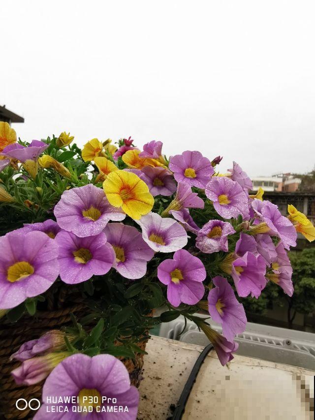 13种花，就得使劲晒，晒得越狠，开花越多