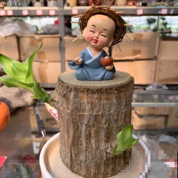 网红植物幸运木，半截桩子泡水里，生根发芽成小树！
