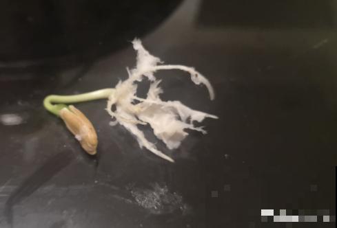 老人最爱养的植物，寓意福禄长寿，风水特别好！