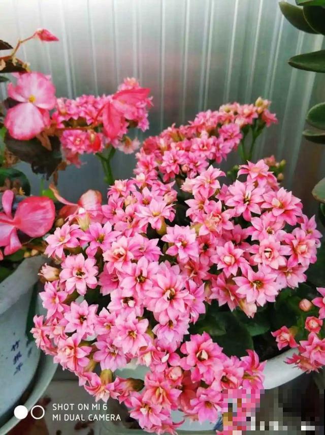 “折腾不死”的10种花，咋养都爆盆，懒人最适合！