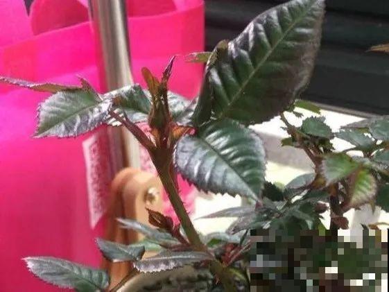 花的这个位置，千万别修剪，否则白养大半年！