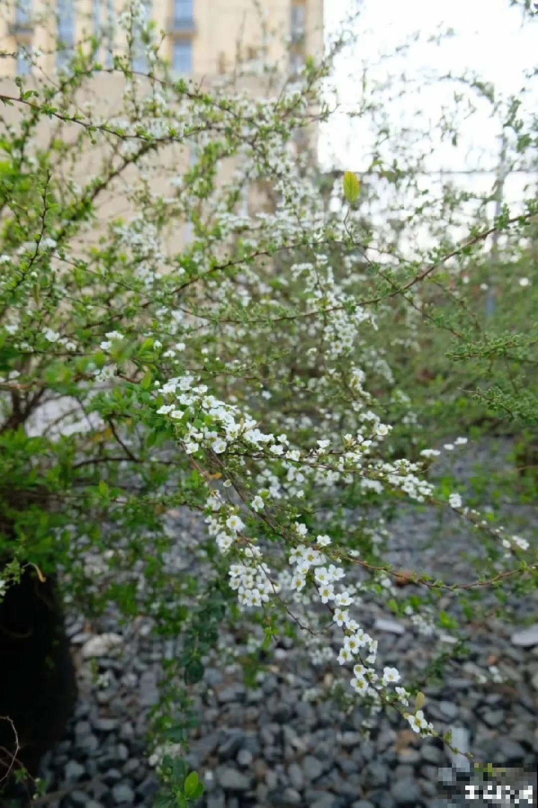 喷雪花花如其名，花量超大，开花像下雪