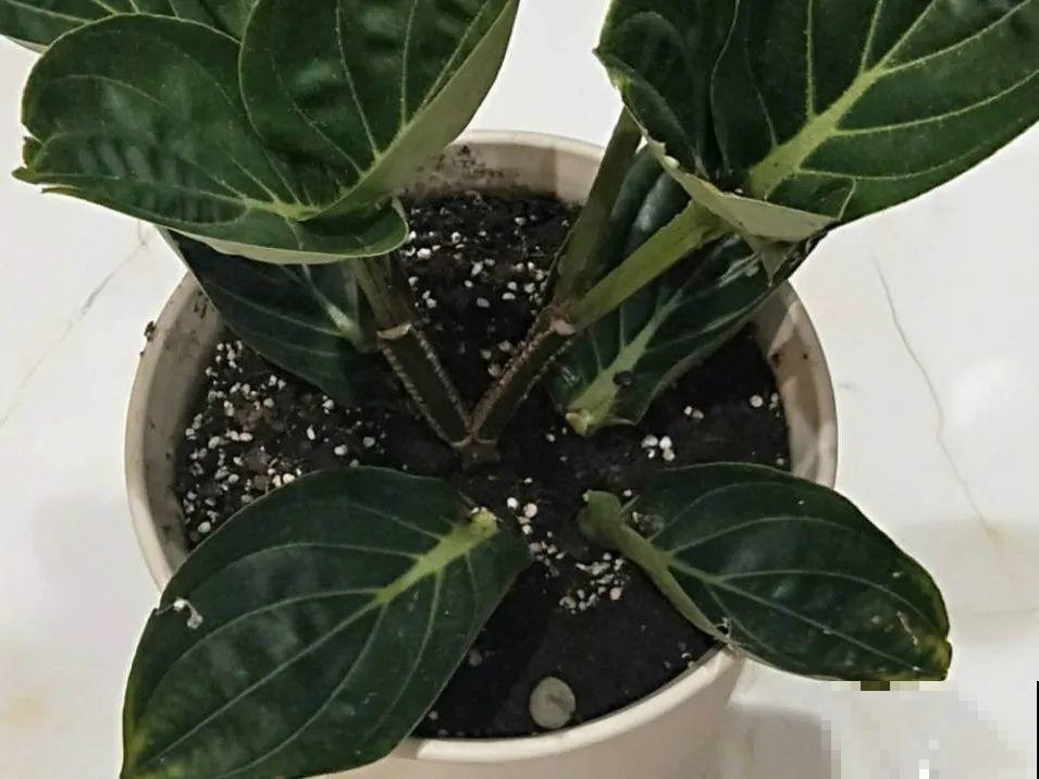 客厅养盆“贵妇花”，耐阴开花200天，特有气质！