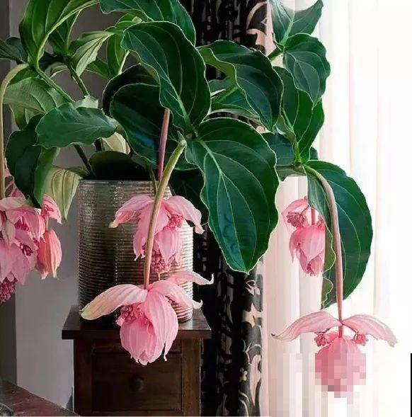 客厅养盆“贵妇花”，耐阴开花200天，特有气质！