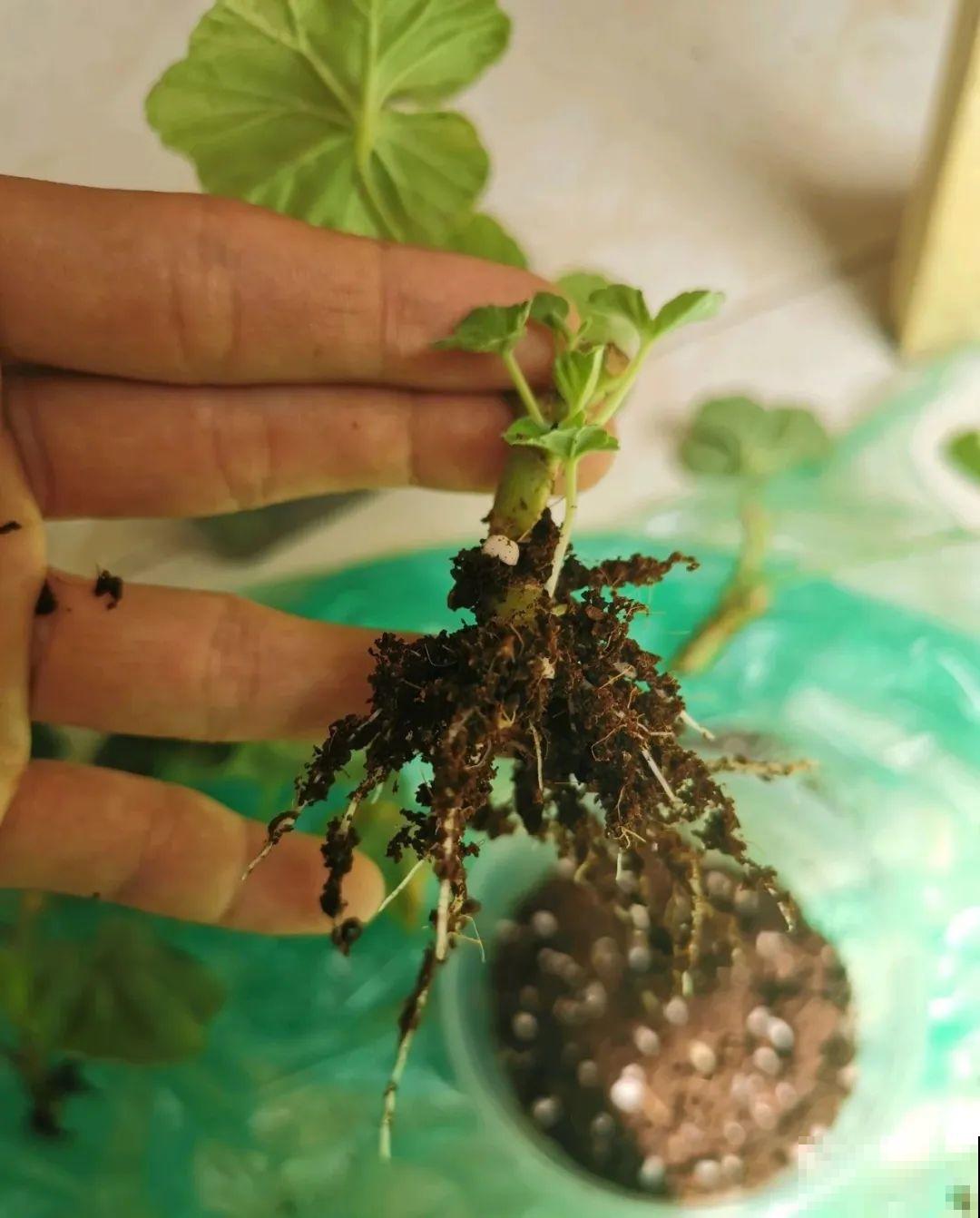 这10种花，天越热越扦插，3天冒出大白根！