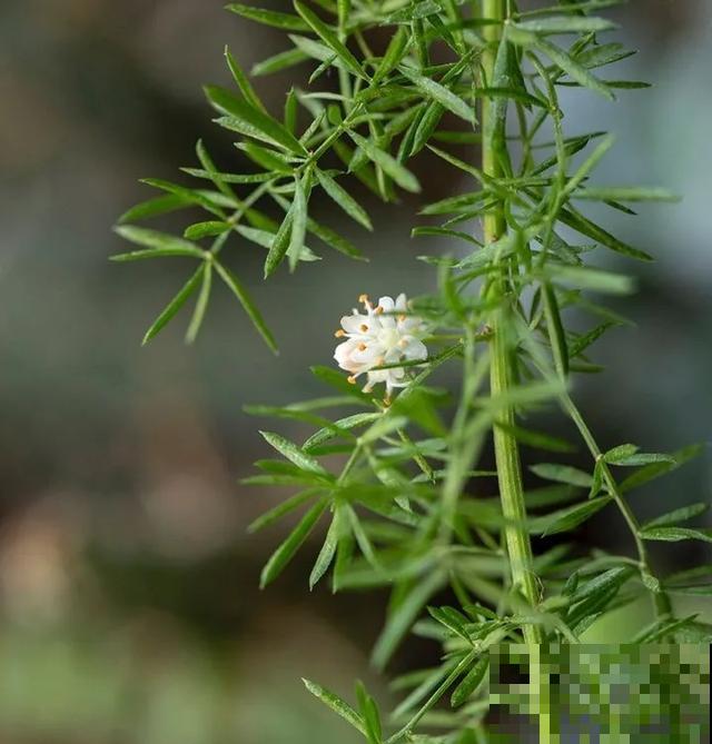 18种小众花，有趣的人都在养，开花绝对惊艳！
