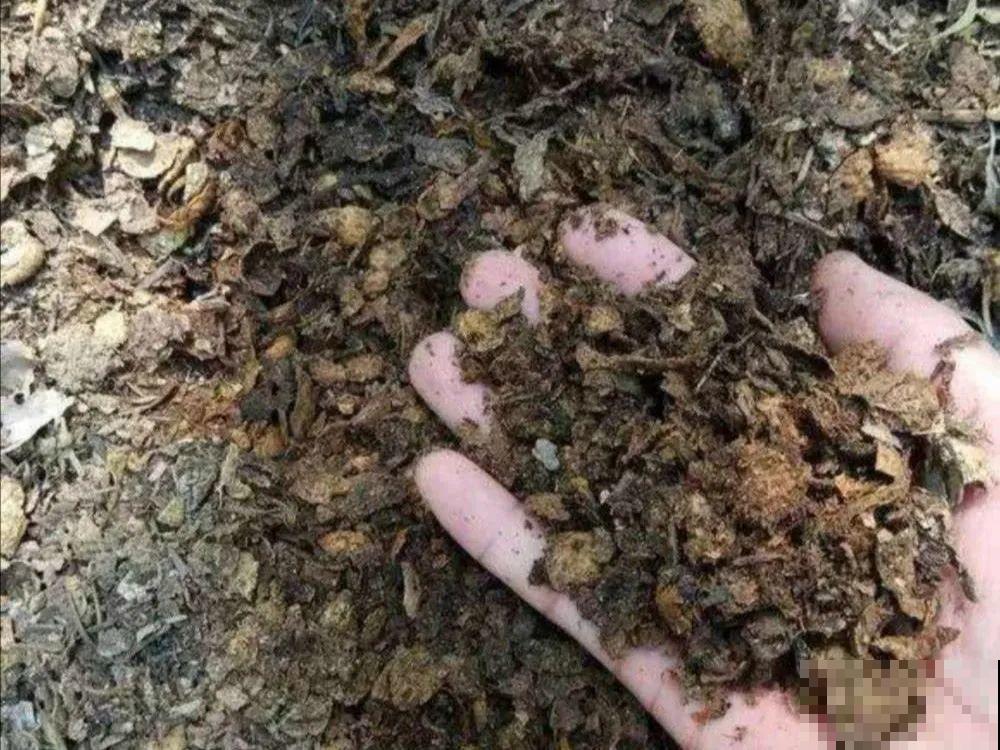 20种自制营养土，肥的流油，不用花钱买！