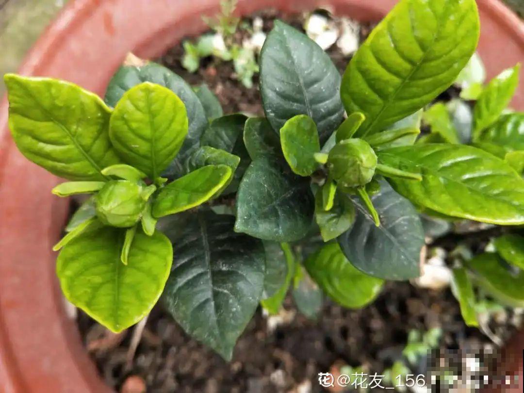 冒花苞了，要这么养，才能顺利开花！
