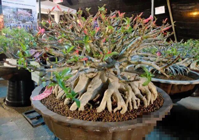 6种花能养成巨无霸，摆在家门口，路过的都称奇！