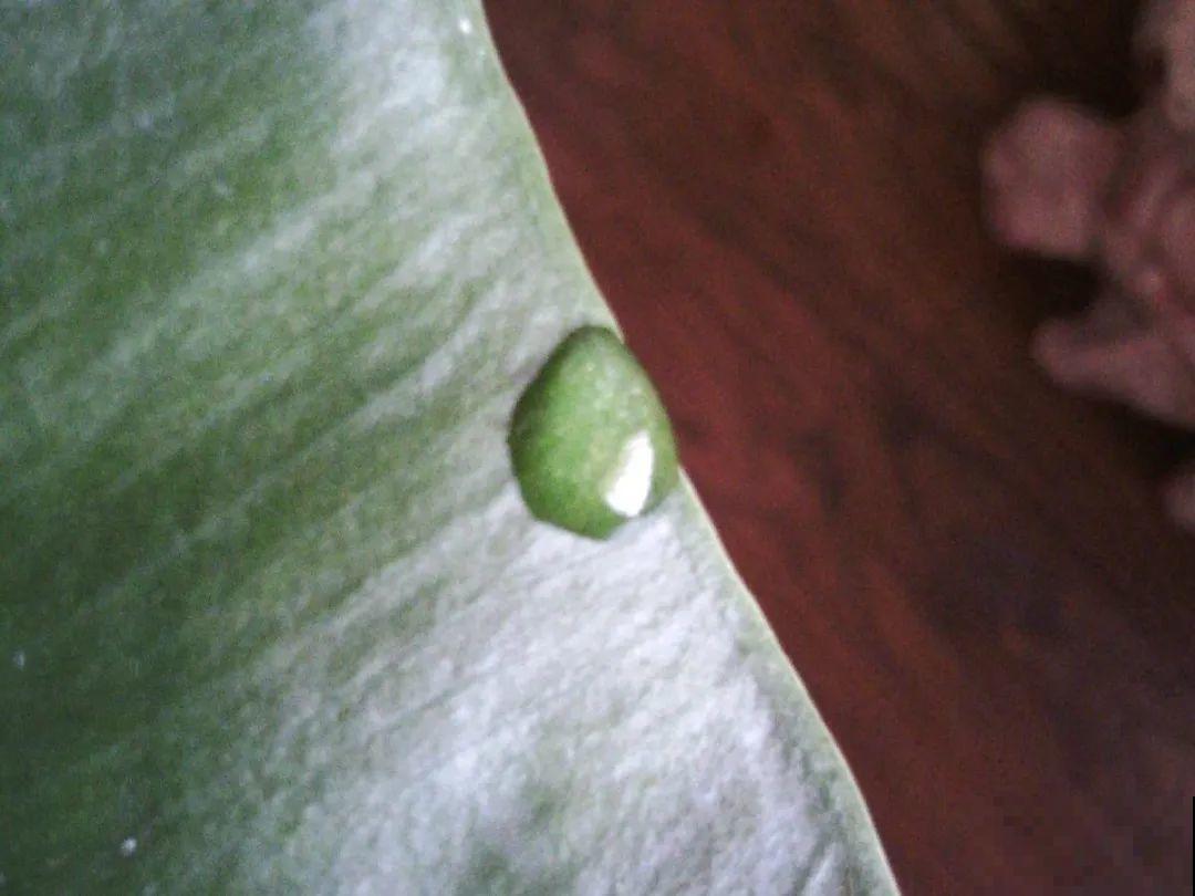 花叶子噗噗冒水珠，恭喜你，把花养灵了！