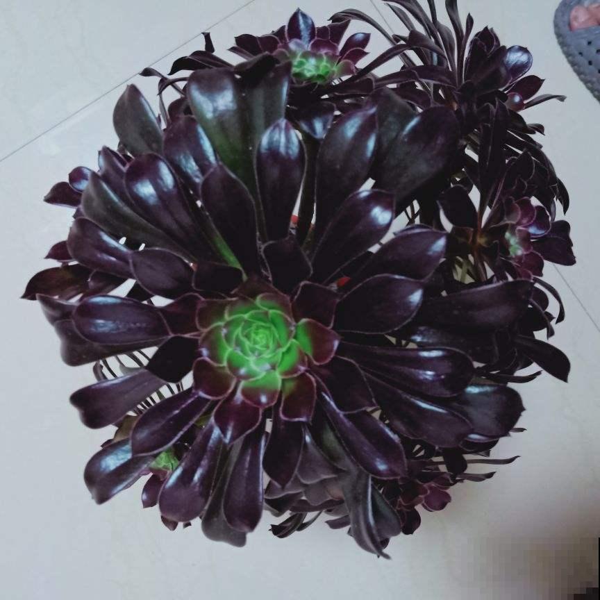 5种多肉，开花就容易死，赶紧把花箭剪掉