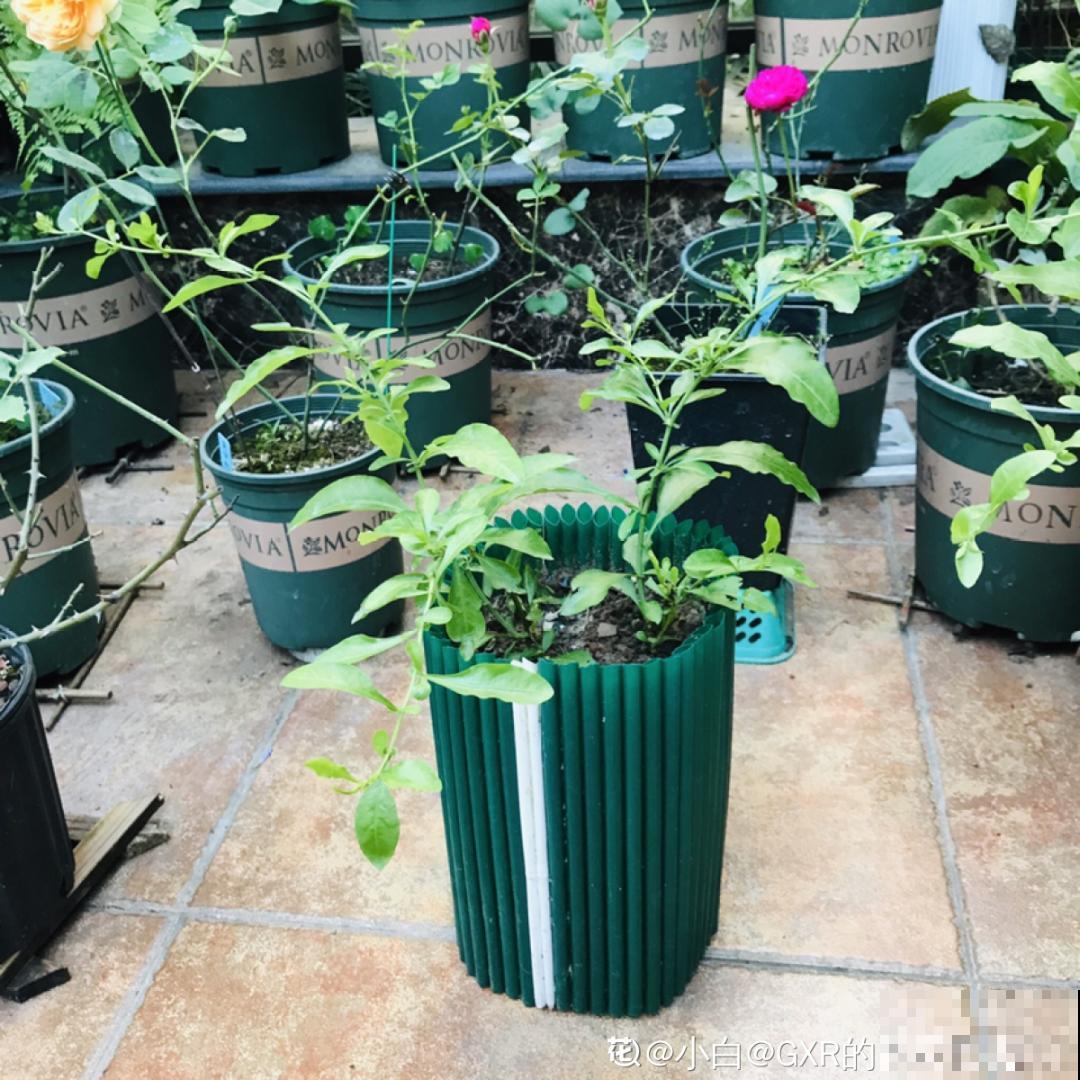 这10种花，天越热越扦插，3天冒出大白根！