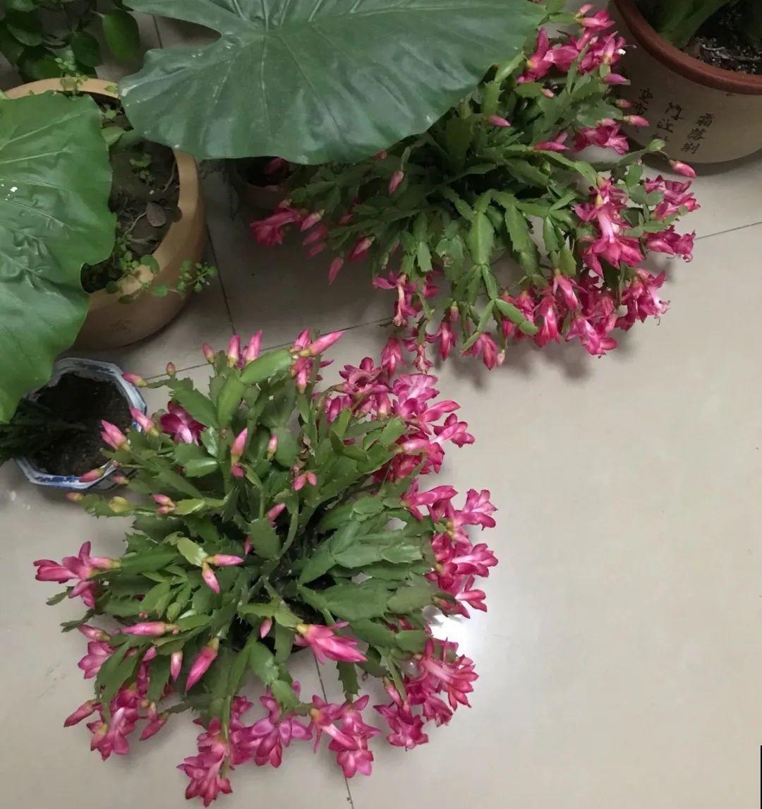 8种花，开完花别急着丢，剪一刀还能继续开