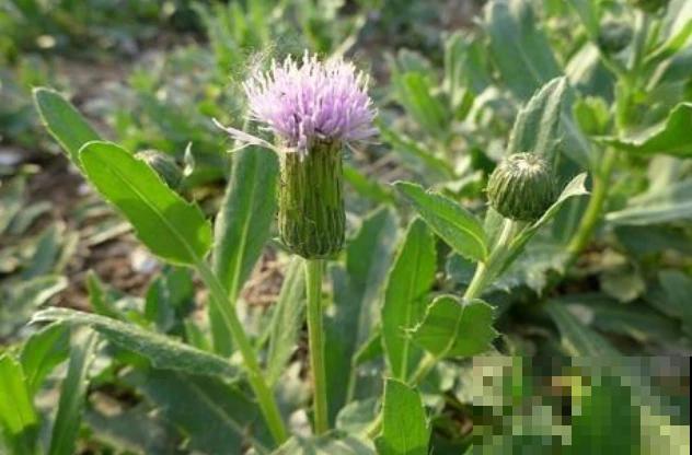 农村常见的刺儿菜，竟然还有这种大用处，后悔没早点采回家