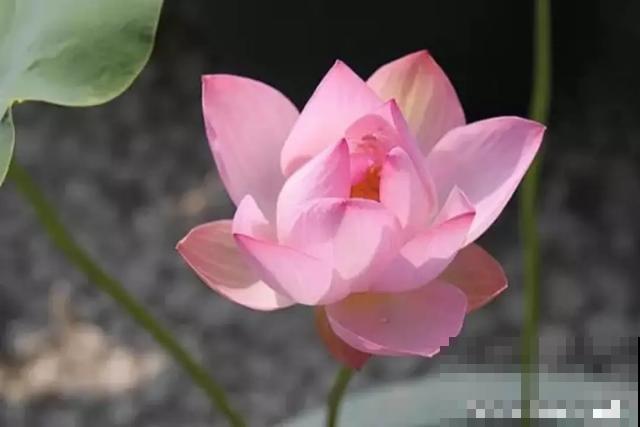 人养花，花也养人，9种花能治病，连医生也爱养！