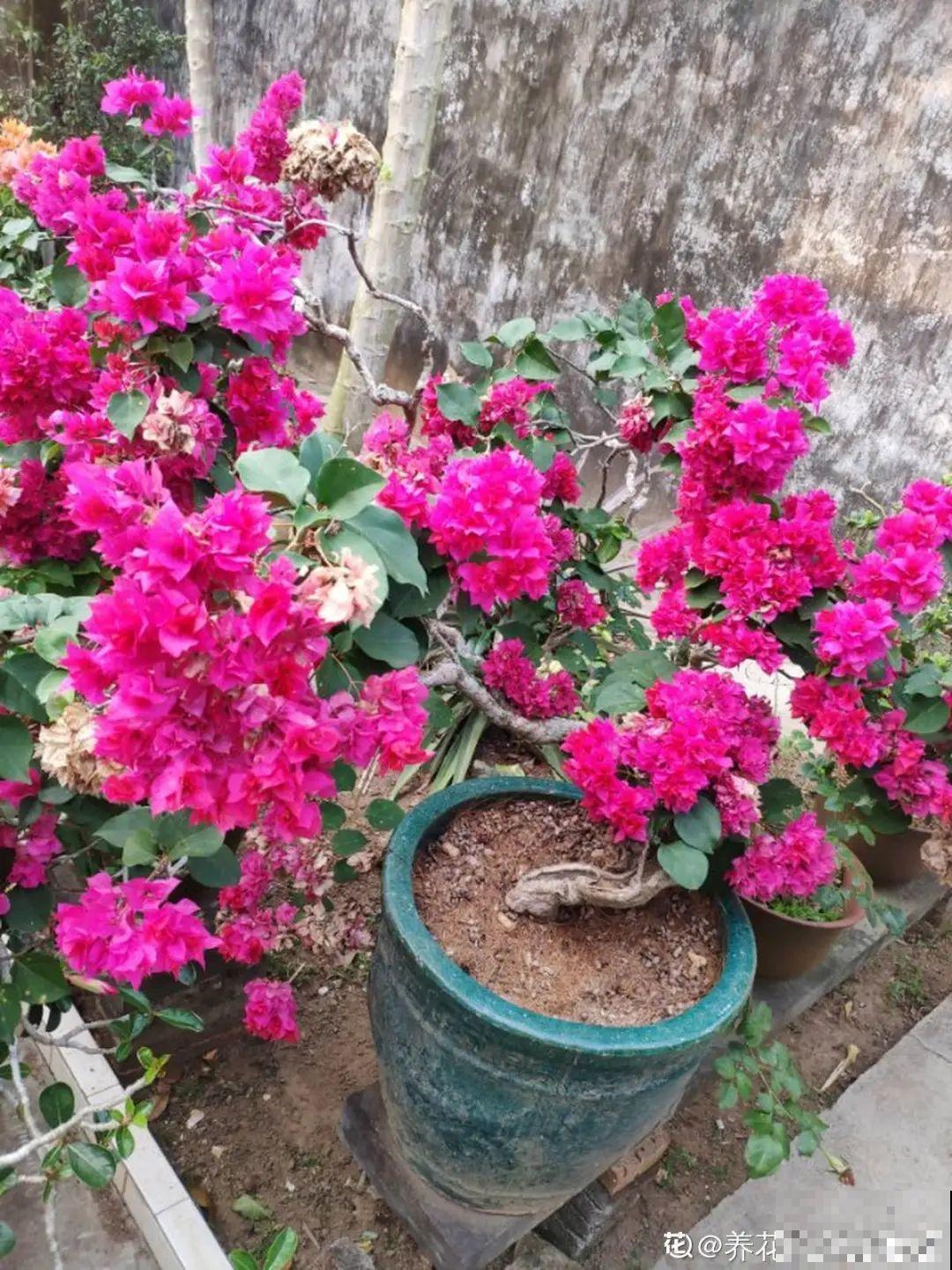 给花喝点它，花芽摁都摁不住，呼呼开花