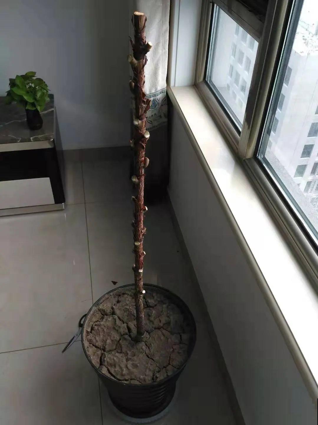 橡皮树春天要打顶，独杆变成大伞盖，叶子挤满盆！
