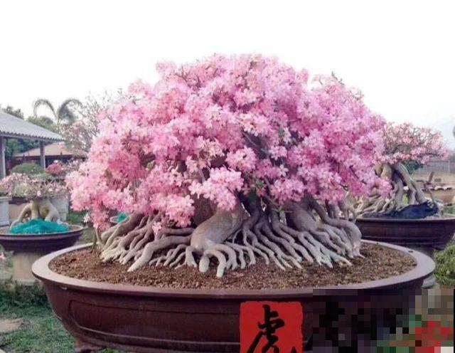 6种花能养成巨无霸，摆在家门口，路过的都称奇！