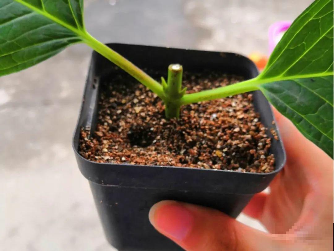 20种常见花，扦插方法大全，不用再花钱买了！