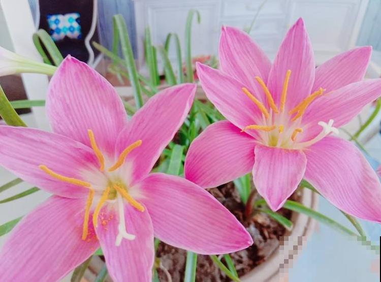 路边一种“韭菜”花，种盆里太养眼，一淋雨就开花！