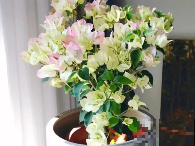 现在养三角梅，长的快、开花多，想开几次都行！